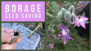 How to save Borage seed [upl. by Shanna]