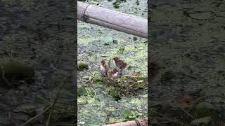 Cute view viral birds shorts shortvideos youtubeshorts [upl. by Isidoro]