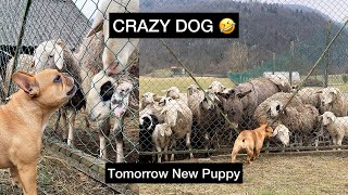 My Frenchie Is a SHEEPDOG  New Puppy Tomorrow [upl. by Akiwak]