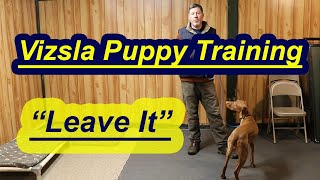 Vizsla Puppy Training Teaching Leave It [upl. by Yrrem]