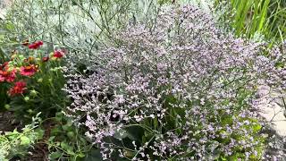 Verbena officinalis közönséges vasfű kedvenc évők sorozat [upl. by Aryek]