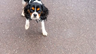 An Adorable Cavalier King Charles Spaniel Puppy Compilation to Brighten Your Day [upl. by Ennaerb]