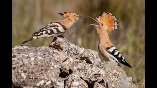 upupa epops sound  Hoopoe bird [upl. by Eniamraj]