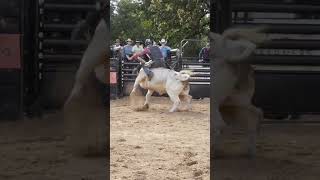 Bull ride in Belton [upl. by Suoirrad]