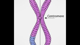 Chromosomes Vs Chromatids [upl. by Mercado]