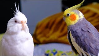 Pied Cockatiel Singing Sounds  Cockatiel Calls  Natural Song 1 Hour [upl. by Cthrine808]