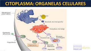 Aula sobre os Lisossomos  COM MATERIAL NA DESCRIÇÃO [upl. by Garfinkel]