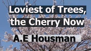 Loveliest of trees the cherry now poem with meaning and explanation [upl. by Aciruam798]