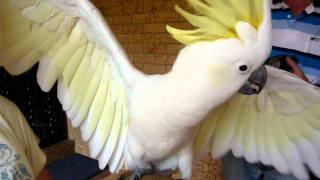 Barking Cockatoo II [upl. by Firmin]