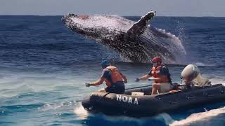 So Close Spectacular humpback whale breach [upl. by Ireg]