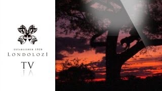 The Londolozi Winter Calendar [upl. by Aneeled]