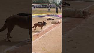 well trained dogs nellore parade dog dogs dogshorts doglover dogsofinstagram instagram [upl. by Allevon173]