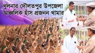 আঞ্চলিক হাঁস প্রজনন খামার  আধুনিক পদ্ধতিতে লাভজনক হাঁস পালন  Ancholic Hash Projonon Khamar [upl. by Tarah]