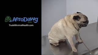 Hear What a Coughing Dog with Bronchitis Sounds Like  Pug [upl. by Alaunnoif]