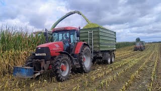 Takiej Ładnej Kukurydzy To Jeszcze Nie Miałem 🌽🌽TopNasiona Nicolo Digital Spisały Się Świetnie [upl. by Harak]