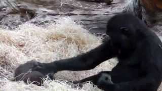 Baby Gorilla Nafi spielt und tollt herum mit seinem Bruder Kajolu  Tierpark Hellabrunn [upl. by Dnalevets]