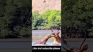 Raw Power Komodo Dragon Attacks Deer in River  Shocking Animal Footage [upl. by Luiza]