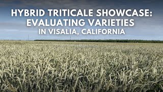 Hybrid Triticale Showcase Evaluating Varieties in Visalia California [upl. by Toney66]