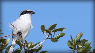 Loggerhead Shrike Lanius ludovicianus [upl. by Ynaffet]