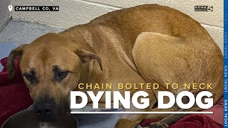 Vets trying to save dying dog found with chain bolted around neck in Campbell County [upl. by Venetis]