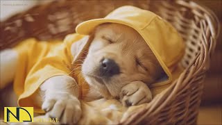 20 HOURS of Dog Calming Sleep Music🐶💖Anti Separation Anxiety Relief🦮🎵 Dog Soothing Music⭐NadanMusic [upl. by Anned]