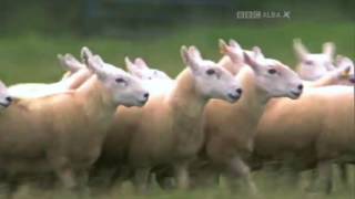 Eirian Morgan amp Spot  Final  International Sheep Dog Trial 2011 [upl. by Lleddaw]