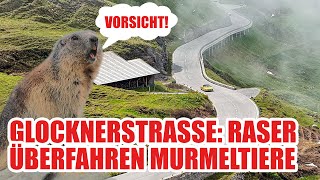 Glocknerstraße Rücksichtslose Raser überfahren Murmeltiere im Hochgebirge [upl. by Ayik]