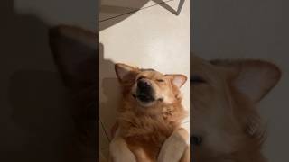 Look At Koops Face Though🥺 goldenretriever dogs fyp viral shorts [upl. by Rehtse]