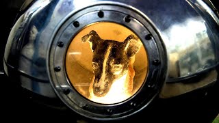 ¿Que pasó con Laika en el Espacio La Perrita Astronauta [upl. by Randal]