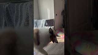 Husky howling husky huskieshowling fypシ゚viral puppy funny cutedog [upl. by Ingvar]