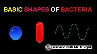 Basic Shapes of Bacteria [upl. by Bendix335]