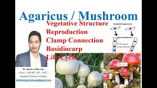 Agaricus Mushroom Vegetative structure Reproduction Life cycle Clamp connection [upl. by Norvell895]