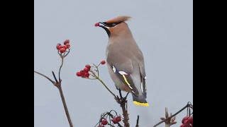 Waxwing 3 30Dec2023 [upl. by Itsirc89]