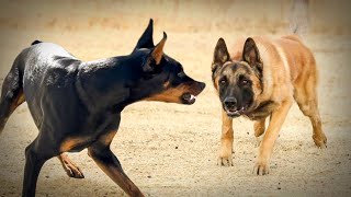 Malinois VS Doberman [upl. by Siram29]