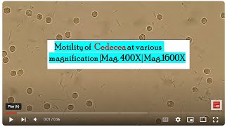 Motility of Cedecea at various magnification Mag 400X Mag1600X [upl. by Stock149]