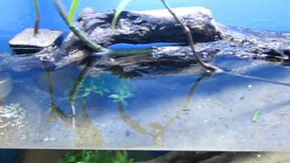 Tidal Mudflat Aquarium  mudskippers and archerfish [upl. by Siuol]