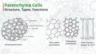 Parenchyma Cells  Structure Types Functions [upl. by Christoforo]