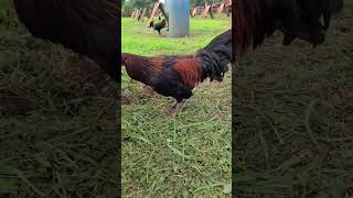 Black McRae Robello Gamefowl in Hawaii  Beautiful Birds gamefowl rooster shorts [upl. by Esyle]