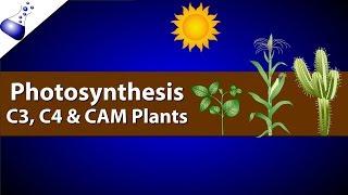 Photosynthesis Comparing C3 C4 and CAM [upl. by Chlo]