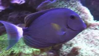 Acanthurus blochii [upl. by Maryjo]