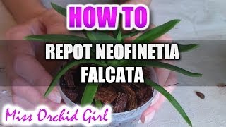 Repotting Neofinetia Falcata Orchid [upl. by Hacker]