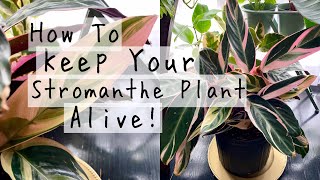 Stromanthe Triostar Plant Care Tips amp Tricks  How To Keep Your Stromanthe Houseplants ALIVE [upl. by Dwaine]