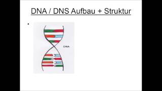 DNA  DNS Aufbau und Struktur [upl. by Kajdan]