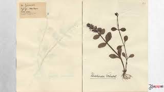 Herbarium Pflanzensammlung 1951 von Erika Robbe 83 Pflanzen [upl. by Brigette53]