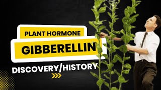 Gibberellin Plant Hormone  Discovery and Historical Background  Discovery of Gibberellin [upl. by Ernie]