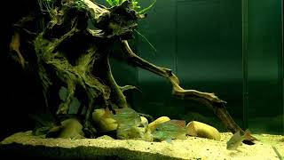 Gymnothorax polyuranodon and Geophagus pindare feeding [upl. by Iraam452]