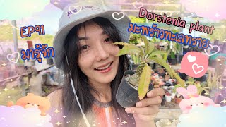 EP91 มะพร้าวทะเลทราย Dorstenia plant [upl. by Vaughan]