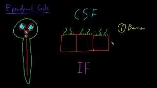 Ependymal cells [upl. by Aydne302]