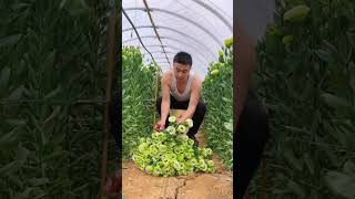 Would You Be A Eustoma Flower Farmersatisfying short [upl. by Nysa]