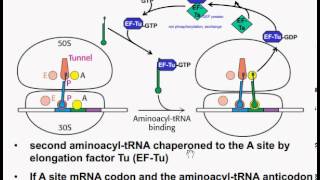 Mechanics of Protein Synthesis Initiation Elongation and Termination [upl. by Madian]